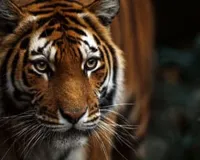 UP: लखीमपुर खीरी में बाघ ने महिला को मार डाला, देर रात मकान निर्माण देखने गई थी 