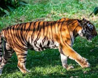 Uttrakhand: फाटों जोन में रेस्क्यू की गई बाघिन सुरक्षित जंगल लौटी