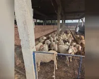 Bareilly: ऑस्ट्रेलियन मेरिनो भेड़ से कमा रहे लाखों रुपये, इंजीनियरिंग पढ़कर मिट्टी से जुड़े छत्रपाल 