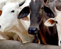 वाराणसी : गोवंशों की देख-रेख में लापरवाही बरतने पर एक की सेवा समाप्त, राजस्व निरीक्षक हटाये गये 