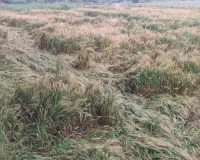 Bareilly: बारिश से गेहूं की फसल को हुए नुकसान का सर्वे शुरू, डीएम ने रिपोर्ट मांगी
