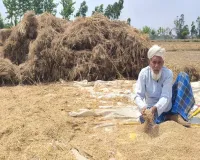 UP: दो दिन से हो रही बारिश ने किसानों की बढ़ाई चिंता, गेहूं की फसल पर मंडराया संकट