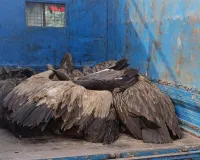 UP: गिद्धों की लाशों से पट गया खेत, जहरीला मांस खाने से 25 की मौत