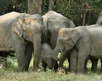 Uttrakhand: हाथियों को भगाने के लिए वन कर्मियों संग ग्रामीणों ने किया रतजगा