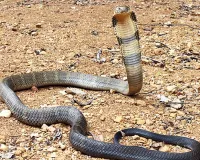 Uttrakhand: सीतावनी जंगल सफारी में दिखा विशाल किंग कोबरा, पर्यटक रोमांचित