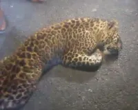 UP: ट्रांस शारदा में वाहन की टक्कर से तेंदुआ की मौत, नहर किनारे मिला शव