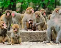 Moradabad: बंदरों के उत्पात से नागरिकों की जान पर आफत, कई को काटकर किया जख्मी