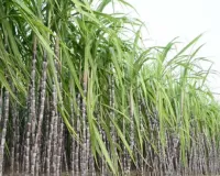 गन्ना के घटते रकबे को लेकर चिंता, किया जा रहा मंथन, सहकारी गन्ना समिति की बैठक में उठ चुका मुद्दा