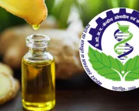 अदरक का तेल बनेगा सोरायसिस के लिए रामबाण, CSIR-CIMAP के शोध में सामने आए चौंकाने वाले परिणाम