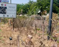 Prayagraj News: सौंदर्यीकरण के लिए लगाए गए पौधे सूखने लगे, पीडीए की लापरवाही पर उठे सवाल