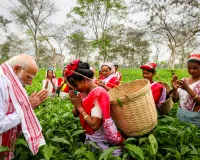 चाय बागान में PM मोदी का अनोखा अंदाज... पत्तियां तोड़ते हुए महिलाओं संग की बात, खिंचवाई सेल्फी, देखें Photos