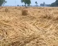 Sitapur News: बेमौसम बारिश से गेहूं की गुणवत्ता प्रभावित, किसानों की बढ़ी चिंता 