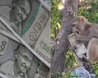 रामनगरी में आसमान से बरसे 500-500 के नोट! बंदरों ने कार से उड़ाया 50 हजार