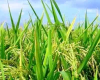 प्रदेश में हरी खाद को बढ़ावा देगी सरकार, खरीफ-2026 में फ्री में मिलेगा मिनीकिट और ढैंचा बीज 