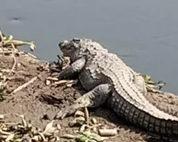मेरठ में आधी रात सड़क पर दिखा मगरमच्छ, दो घंटे की कड़ी मशक्कत के बाद गंगा नदी में गया छोड़ा 