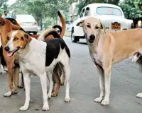 Bareilly: कुत्तों की नसबंदी में लापरवाही...ठेकेदार को अंतिम नोटिस