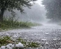 Uttrakhand: बेमौसमी बारिश व ओलावृष्टि का कहर, धारी-रामगढ़ क्षेत्र में फसलों को भारी नुकसान 