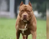 Uttrakhand: प्रतिबंधित कुत्ते भी पाल रहे हल्द्वानीवासी, ऑनलाइन रजिस्ट्रेशन से खुलासा