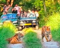 पीटीआर:सिर चढ़कर बोला छुट्टी का खुमार, बाघ-भालू देख रोमांचित हुए सैलानी 