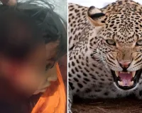 Moradabad: चारपाई से बच्ची को उठा ले गया तेंदुआ, ग्रामीणों ने छुड़ाया, हालत गंभीर