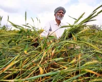 यूपी में किसानों को राहत,  बेमौसम बारिश से प्रभावित फसलों की होगी खरीद, लस्टर लॉस गेहूं की स्वीकार्य सीमा अब 70% तक