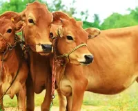 जौनपुर ने पेश की मिसाल:  DM की अपील पर गौ-वंशों के लिए उमड़ा जनसैलाब, 5788 कुंतल भूसा मिला दान