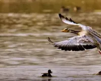 अलीगढ़ की शेखा झील को मिला अंतरराष्ट्रीय महत्व का दर्जा,  सीएम योगी ने बताया पर्यावरण संरक्षण की बड़ी जीत