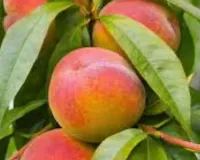  पूर्वांचल में आड़ू की खेती के खुले नए रास्ते, कृषि विवि में शोध से बदलेगी बागवानी की तस्वीर