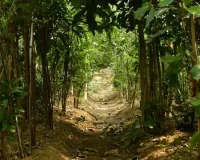  'बदलेगा पर्यावरण, महसूस होगी अतीत की अयोध्या' ....मियावाकी पद्धति से तैयार होगा 9.62 लाख पौधों को जंगल, ऋषियन वन से शुरू हुई थी बदलाव की मुहिम