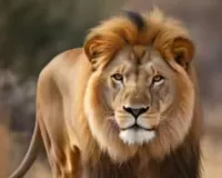 इटावा :  चंबल सेंचुरी के जंगलों में दिखा बब्बर शेर का कुनबा, वायरल वीडियो से ग्रामीणों में दहशत, सर्च ऑपरेशन शुरू