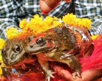 अनोखी परंपरा:  प्रकृति और परंपरा का संगम मेंढकों की शादी 