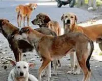 भदोही में आवारा कुत्तों के अटैक का 52 हॉटस्पॉट चिंहित,  बच्चों-बुजुर्गों की सुरक्षा के लिए प्रशासन अलर्ट, स्कूलों में तैनात होंगे नोडल शिक्षक