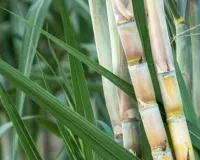  केंद्र सरकार का बड़ा कदम :  गन्ने से जुड़े छह दशक पुराने कानून में बड़े बदलाव का प्रस्ताव, एथनॉल इकोनॉमी को मिलेगा बढ़ावा