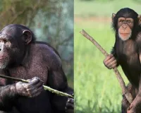 चिंपैंजियों के बीच चल रहा हैखूनी गृहयुद्ध 