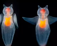 मरीन लाइफ:  समुद्री संतुलन के रक्षक