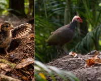 निकोबारी मेगापोड-  विकास में विलुप्त होती विरासत