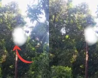  सीतापुर में  हाईवोल्टेज करंट की चपेट  में आया विद्युतकर्मी: लाइन मरम्मत के दौरान मौत, परिजनों ने लापरवाही का आरोप लगाया