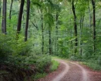  गोरखपुर का कुसम्ही जंगल बनेगा इको-टूरिज्म हब, 4.84 करोड़ की परियोजना, पहली किस्त के 50 लाख रुपये जारी