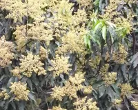 बारिश से झड़े आम के बौर,  दहिया रोग बढ़ने की आशंका: पैदावार घटने की आशंका से बागवान परेशान