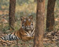 वाइल्ड लाइफ :  तराई की समृद्ध जैव विविधता, एक उभरता वैश्विक केंद्र