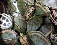  लखनऊ से कछुआ तस्कर गिरफ्तार:  भोपाल पुलिस के इनपुट पर यूपी एसटीएफ की बड़ी कार्रवाई  