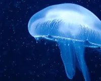 मरीन लाइफ :  जेलीफिश, प्रकृति का पारदर्शी चमत्कार
