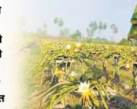 नौकरी छोड़ गुलाबी फल से बदली अपनी किस्मत