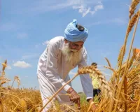 आग से सावधान रहें किसान:  बारिश के बीच कृषि विभाग की एडवाइजरी जारी, भीगे दानों को सुखाने के बाद ही करें भंडारण