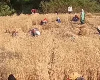  प्रयागराज में किसानों के खिले चेहरे, साफ मौसम से गेहूं की कटाई और मड़ाई में आई तेजी