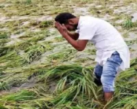बेमौसम बारिश ने बढ़ायी किसानों की चिंता: गेहूं, आम और अन्य रबी की फसलों को भारी नुकसान, पेड़ों पर आई बौर भी झड़ रही 