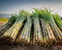 सहारनपुर :  गन्ने की खेती पर प्रतिकूल असर, 30% की गिरावट, पापुलर की ओर बढ़ा किसानों का रूझान 