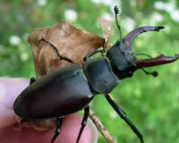 पौधे भी देते हैं कीटों के हमलों का जवाब,  CSIR-CIMAP के अध्ययन में सामने आए नए तथ्य