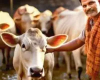 दुग्ध स्वर्ण महोत्सव :नवाचार-निवेश पर होगा मंथन, इंदिरा गांधी प्रतिष्ठान में 10 हजार पशुपालक होंगे शामिल