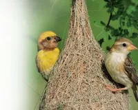 सृष्टि के स्मार्ट सर्जक  